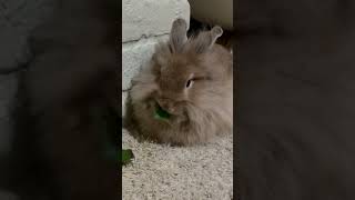 Fluffy bunny eats mulberry leaf [upl. by Gunning180]