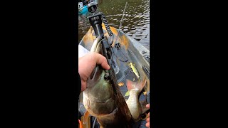 Whopper Plopper SMASHED by River Musky in a Kayak shorts [upl. by Isiahi876]