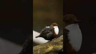 Dipper aquatic songbird 🐦🐥facts ytshort songbirds dipper [upl. by Reginald]