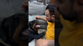 Lady Ollie Growling On The Face Rottweiler Bark On The Face shorts rottweiler viral dogs [upl. by Ertemed]