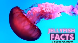 10 Jellyfish FACTS [upl. by Mount]