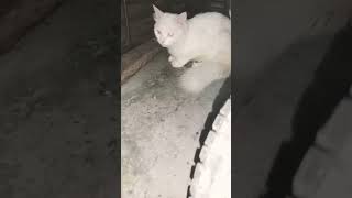 Pehla pehla pyar 😂 jadu bella persiancat catvideos catshorts catvideo catfood catlover cat [upl. by Ramaj263]