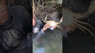 Chimbori🦀fishingvideo 👆🏻chimboricrabkhekadacrabgamecrabscrabfishingmarathisong fishinglife [upl. by Sidell]