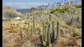 Chile Part 1 Centro Santiago area Flora Plant life  Cacti Puya and Jubaea Palms [upl. by Manon]