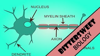 Action Potential Explained  The Neuron [upl. by Meghan]