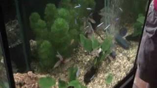 Cardinal Tetra  Rummy Nose  Harlequin Rasbora Tank [upl. by Leidgam674]