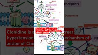 Clonidine is a drug used to treat hypertension What is the mechanism of action of Clonidine [upl. by Aisnetroh994]