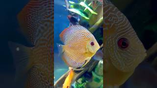 Colorful Discus Fish Natures Masterpiece shorts [upl. by Lsil]