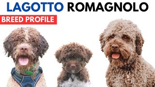 Lagotto Romagnolo Breed Profile History  Price  Traits  Lagotto Romagnolo Grooming Needs [upl. by Eiznikam262]