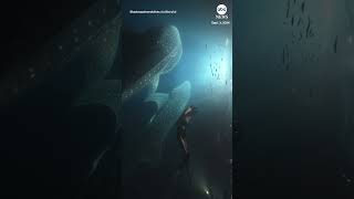 Diver has incredible encounter with whale sharks in Maldives [upl. by Westhead222]