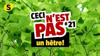 Ceci nest pas un hêtre 21 [upl. by Enihpets985]