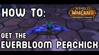 HOW TO Get The EVERBLOOM PEACHICK Warlords of Draenor [upl. by Arehs]