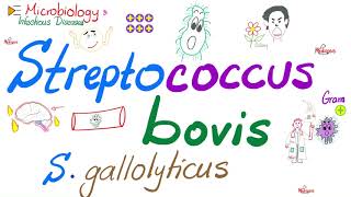 Streptococcus bovis Streptococcus gallolyticus  Microbiology 🧫 amp Infectious Diseases [upl. by Dorca565]