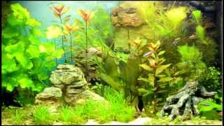 Zoetwateraquarium [upl. by Horwitz]