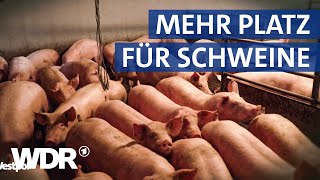 Neues HaltungsformSiegel Muss die Landwirtschaft ihre Ställe erneuern  Westpol  WDR [upl. by Zimmerman354]