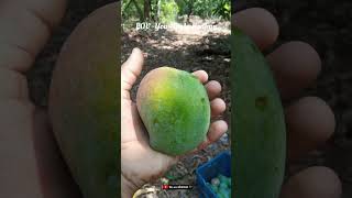 POV  You Are In Kokan 🏞️😍 kokan shortvideo shorts kokannewsupdate kokanstatus viral [upl. by Beshore]