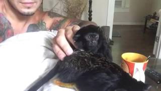 Pet tamarin monkeys cuddling [upl. by Iaoh369]