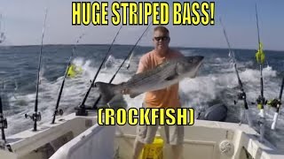 Spring Rockfish HUGE STRIPED BASS Chesapeake Bay [upl. by Akirehs]