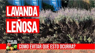 BASTA DE LAVANDAS LEÑOSAS Aprende como podar lavanda leñosa y tenela PERFECTA [upl. by Aieka452]