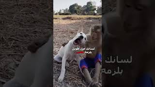 القرد للتربية والتعليم 😂 دبلجةمضحكة ضحك اكسبلور السعودية mykingo كوميديا funny دوبلاج [upl. by Udall]