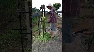 easy way to cutting Greens shortvideo shorts topknkwledge786 [upl. by Dlnaod]