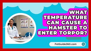 What Temperature Can Cause a Hamster to Enter Torpor  PetGuide360com [upl. by Lamrej]