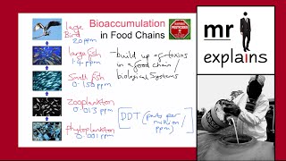 mr i explains Bioaccumulation in Food Chains [upl. by Terrance]