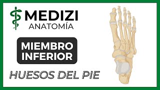 Anatomía de Miembro Inferior MMII  Huesos del pie  Tobillo NUEVA VERSIÓN [upl. by Hagerman]