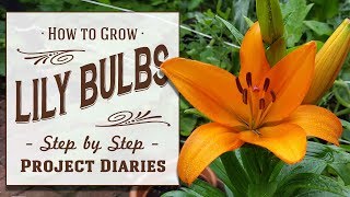 ★ How to Grow Lily Bulbs in Containers A Complete Step by Step Guide [upl. by Yvel365]