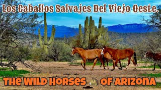 Los Caballos Salvajes De Arizona  Caballo Mustang  Salt River Wild Mustang Horses Near Phoenix AZ [upl. by Skippie]