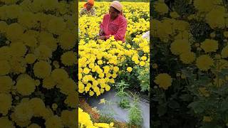 Chamanthi flower harvesting [upl. by Scott]