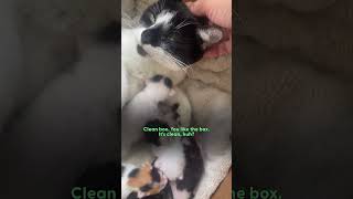 Stray Cat Gives Birth In Womans Jeep  The Dodo [upl. by Chamberlin]