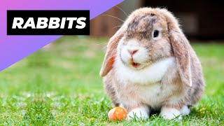 Rabbits 🐰 Reasons Why They Make Great Pets [upl. by Aloz]