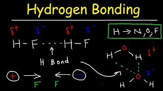 Hydrogen Bonds In Water Explained  Intermolecular Forces [upl. by Kizzee]