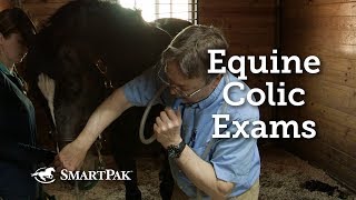 Equine Colic Exams [upl. by Gino]