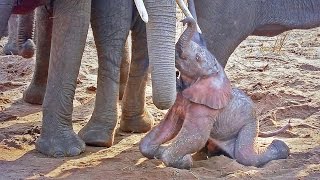 A newborn baby African Bush Elephant struggles to its feet shortly after being born HD video [upl. by Fillender]