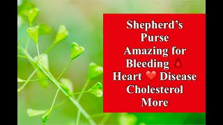 Shepherd’s Purse Amazing for Bleeding Heart Disease Cholesterol [upl. by Negeam]