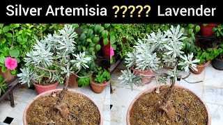 Silver mound plant  silver artemisia plant grow care tips  लैवेंडर के पौधे की देखभाल [upl. by Ahsien]