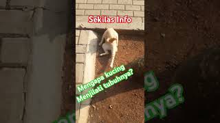 Kucing sering menjilati tubuh sendiri mengapa [upl. by Wadell]