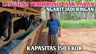 Ternak Kambing Langsung Terhubung Bank Pakan Ngarit Jadi Ringan [upl. by Colbye975]