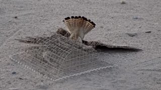 Kestrel trapping in KUWAIT desert [upl. by Meakem]