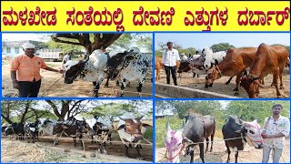 19112024 Tuesday Malkhed Cattle Market  Big size Deoni bulls sale in Malkhed Market [upl. by Meng]