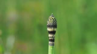 Equisetum hyemale scouring rush [upl. by Akisej563]