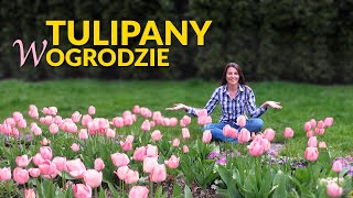 Tulipany w ogrodzie Różne odmiany tulipanów narcyzy szafirki i niezapominajki [upl. by Nolly]