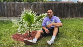 I planted a California Fan Palm in Colorado [upl. by Nipha588]