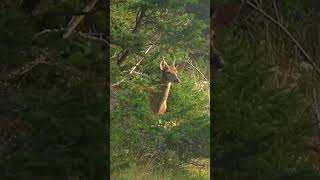 Anticosti Island Deer Hunt [upl. by Turner]