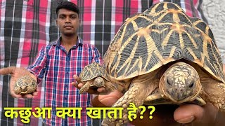 Tortoise Care  Turtle Care  Tortoise kya khata hai  Star Tortoise [upl. by Shelton219]