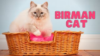 Birman Cat  What Makes the Birman Cat SO Special [upl. by Aun]