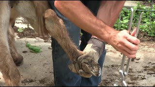 Trimming Donkey Hooves w Dr Alex [upl. by Cirilo]