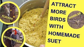 How to Attract More Birds with Homemade Suet 2018 [upl. by Alyehs]